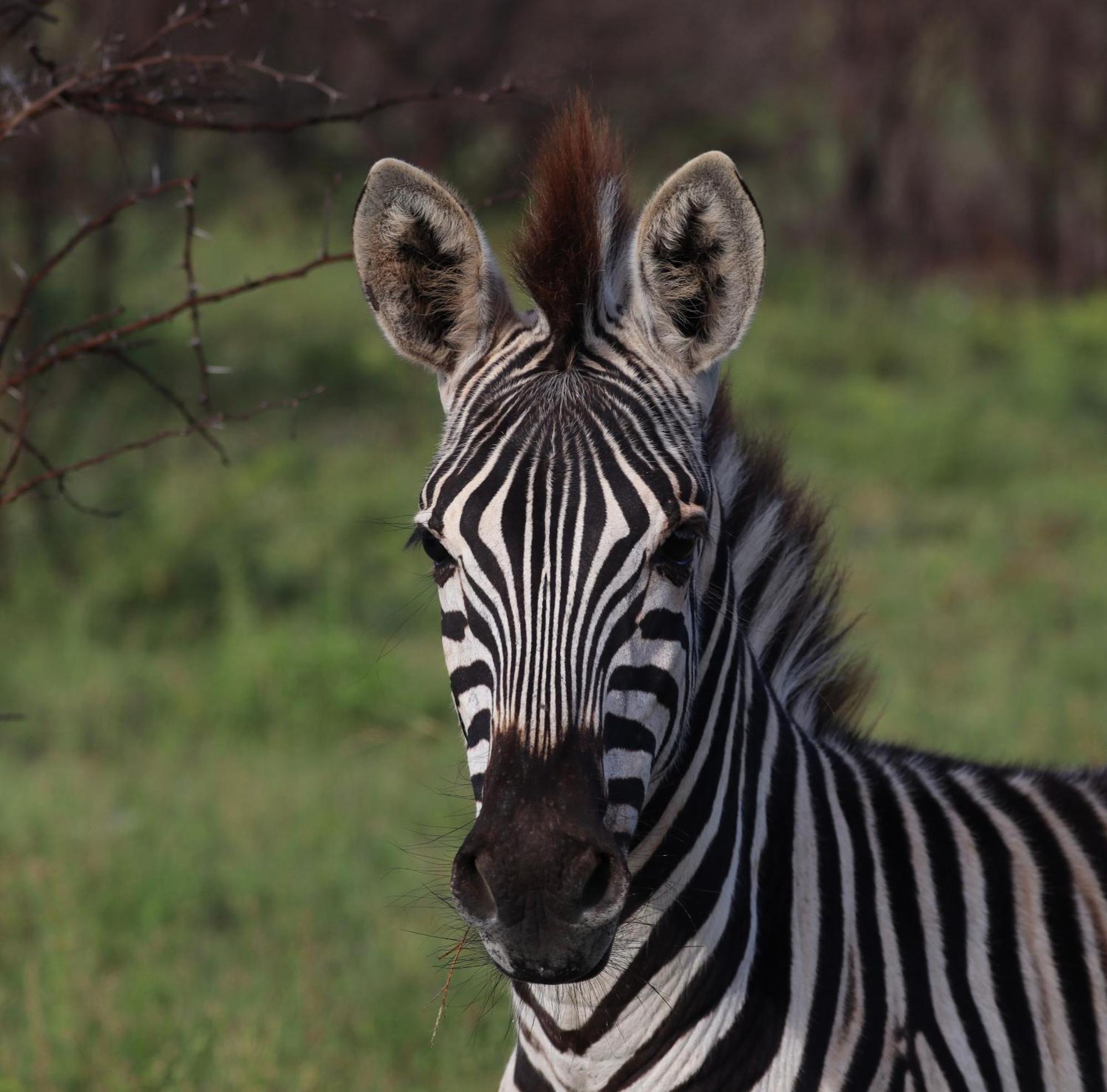 Zambezi Dusk Villa Livingstone Eksteriør billede