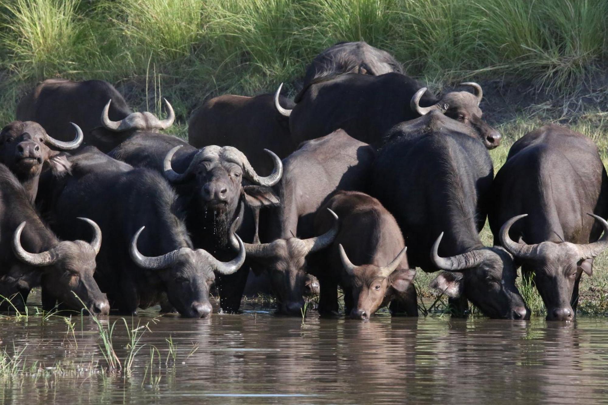 Zambezi Dusk Villa Livingstone Eksteriør billede