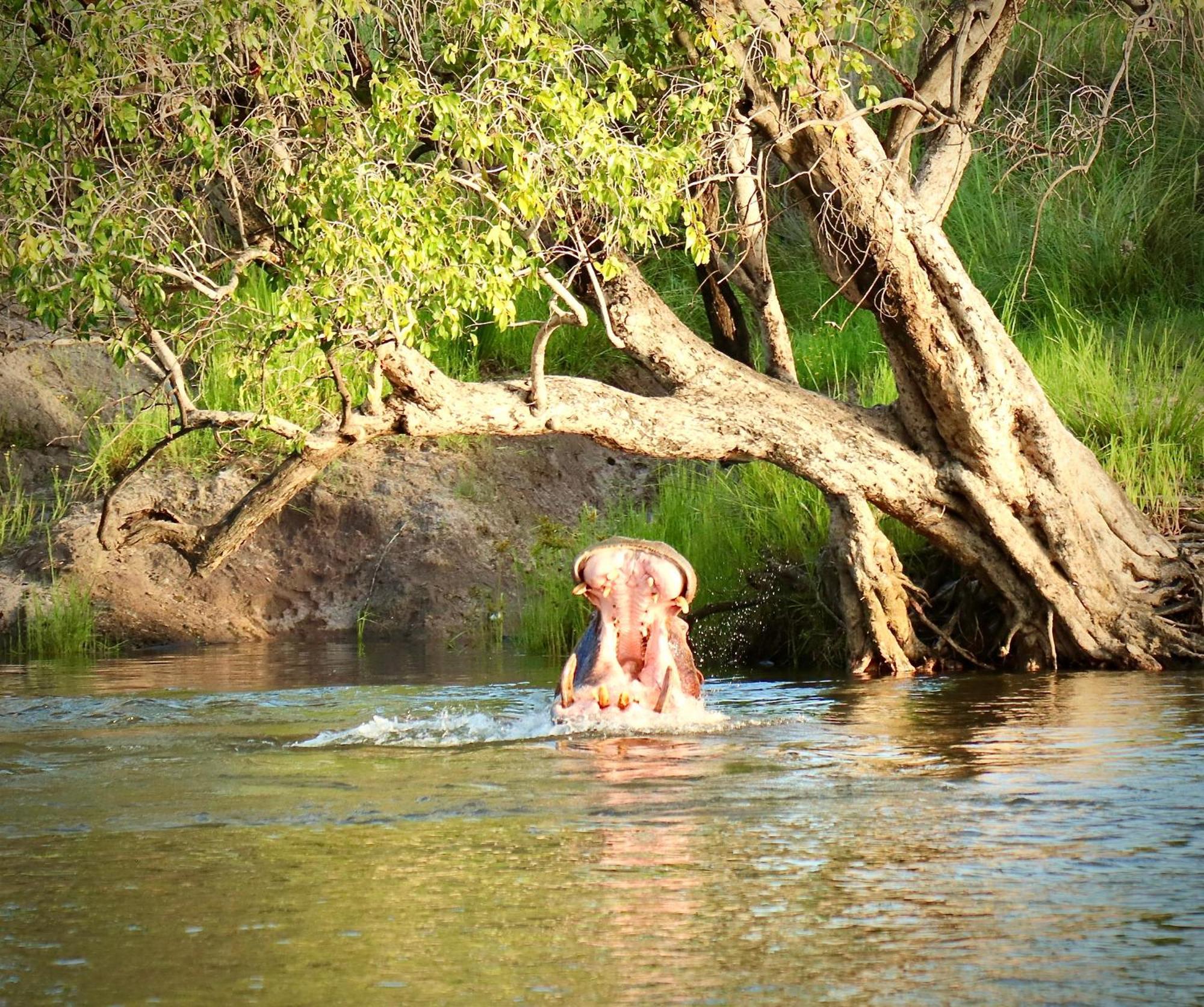 Zambezi Dusk Villa Livingstone Eksteriør billede