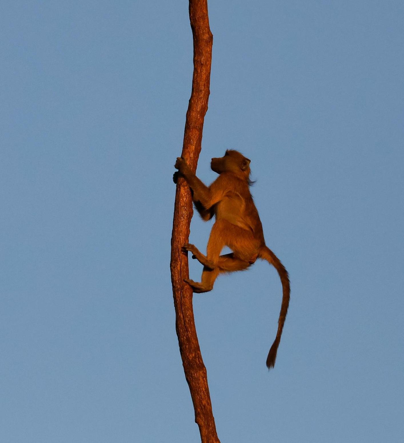 Zambezi Dusk Villa Livingstone Eksteriør billede